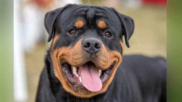 एक नवंबर से कुत्ता पालने के लिए लाइसेंस लेना अनिवार्य एक नवंबर से कुत्ता पालने के लिए लाइसेंस लेना अनिवार्य