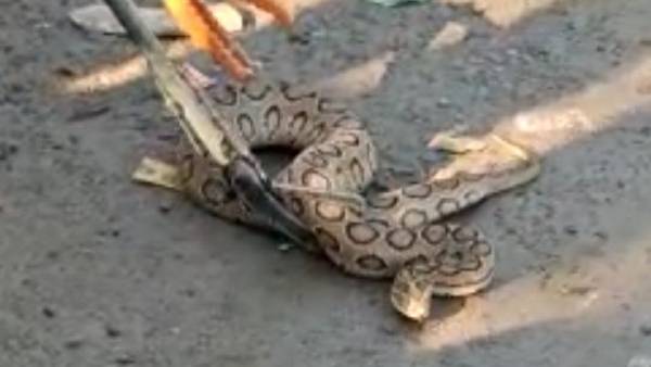 अजगर समझकर पकड़ लिया रसेल वाइपर