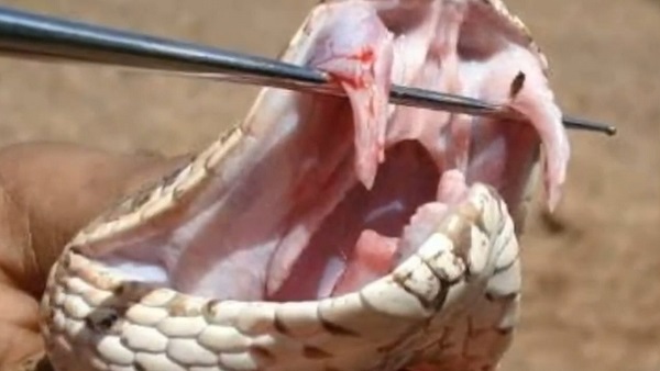 रसैल वाइपर काटने के बाद रीटेक नहीं है