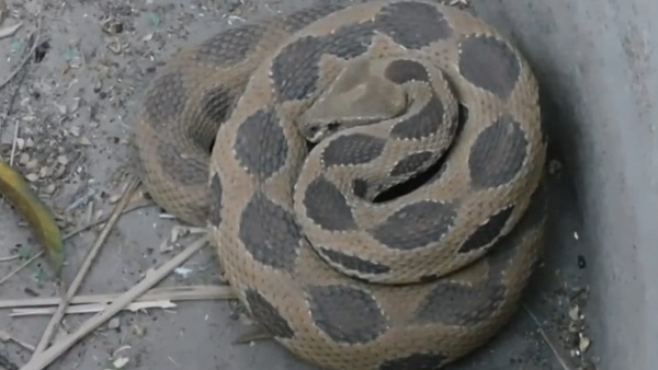 मौसम में ठंडक के कारण अब धूप सेंकने बाहर निकल रहे सांप