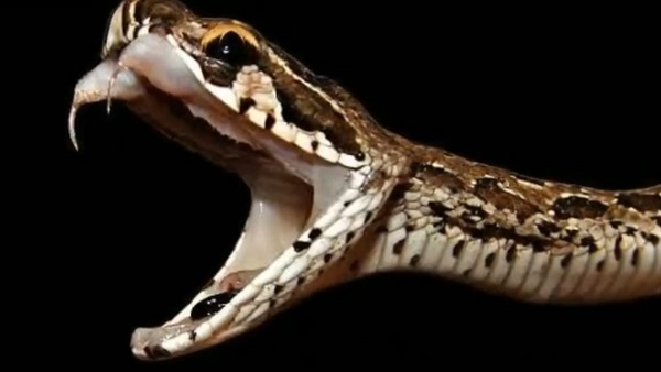 अंडे के बजाय सीधे बच्चों को जन्म देता है