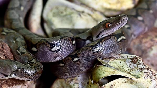 सांप के मिलने से ग्रामीणों में दहशत