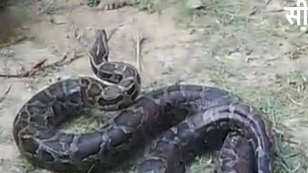 पेड़ से लटका हुआ था विशाल अजगर