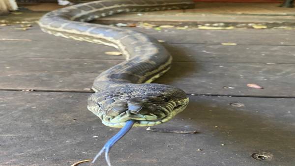 मछली समझ कर पकड़ लिया सांप