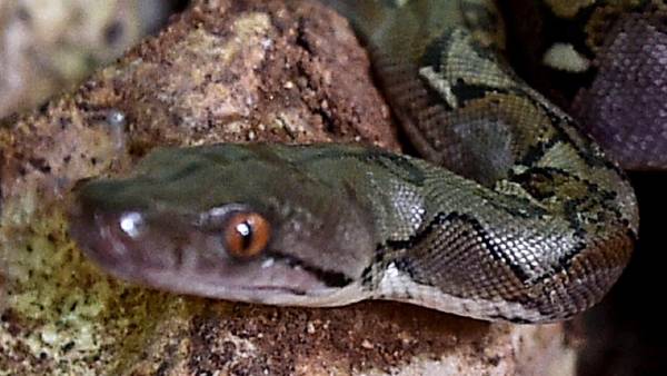 3 खतरनाक सांप को किया काबू