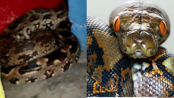 फ्रीज़ में बैठा अजगर ,अगर जकड़ लेता आदमी पड़ जाता ठंडा 