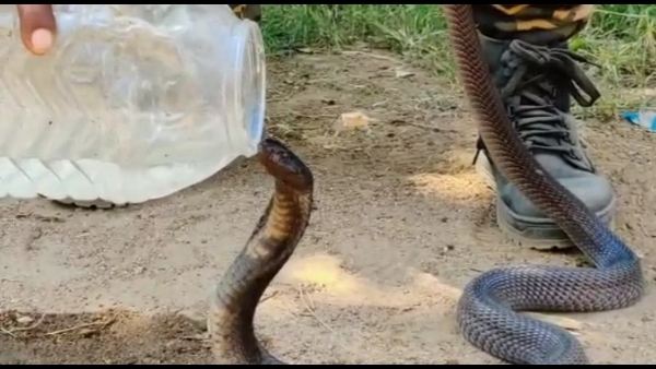 बेचैन कोबरा को देखकर पिलाया पानी