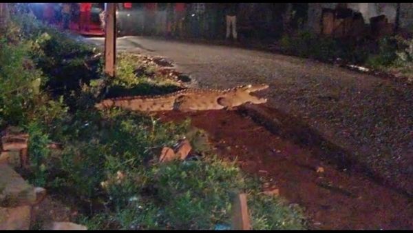 रात के अंधेरे में सड़क पर बैठा था मगरमच्छ