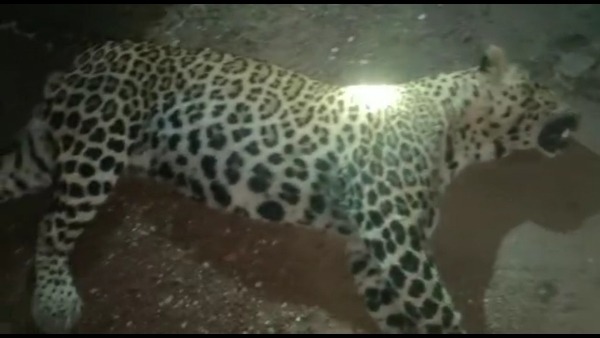 leopard leopard