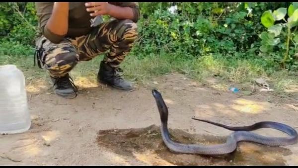 शेरगढ़ गांव में घुसा था कोबरा