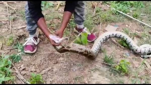 अमरूद के पेड़ पर लटक रहा था अजगर