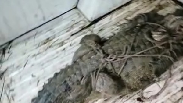 वन विभाग के अमले को किया गया सूचित