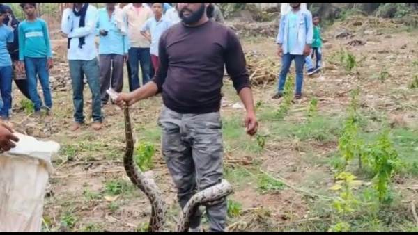 अजगर देखकर मच गई भगदड़