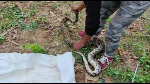 वन विभाग के अमले को किया गया सूचित