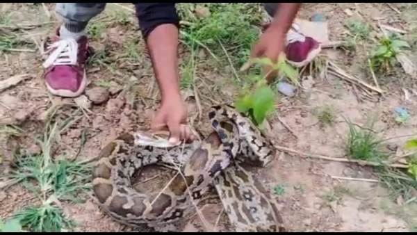 स्नेक सेवर सलमान पठान ने अजगर को पेड़ से उतारा