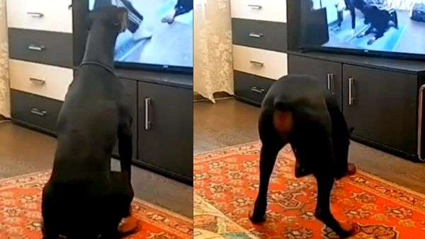 पालतू कुत्ते की हुई मौत