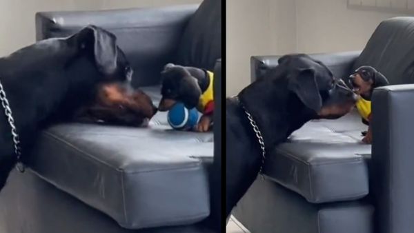 लोगों को खूब पसंद आया वीडियो