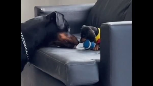 ट्रेनिंग दे रहा डॉगी