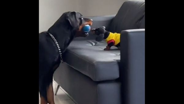 लोगों को क्यूट लग रहा है वीडियो