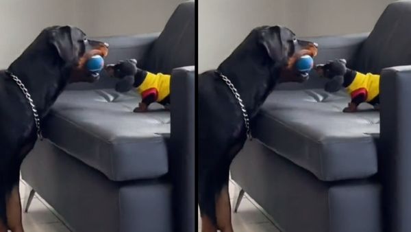 छोटे दांतों से बॉल पकड़ रहा पपी