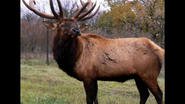 गुस्सैल एल्क की तस्वीर ले रहा था शख्स