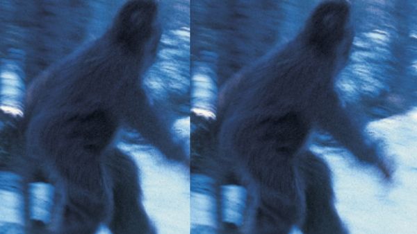 फॉरेस्ट क्रिएचर हैं बिगफुट फॉरेस्ट क्रिएचर हैं बिगफुट