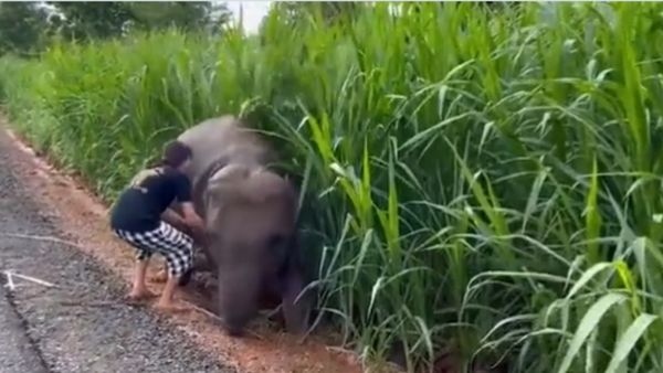 IFS अधिकारी ने शेयर किया है वीडियो IFS अधिकारी ने शेयर किया है वीडियो