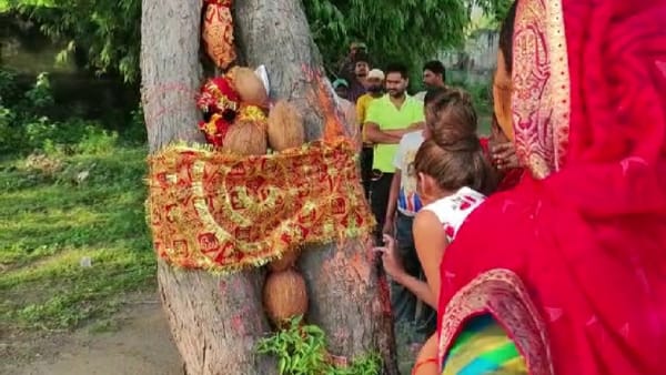 एनसीएल निगाही कॉलोनी के अंदर लगे हुए इस नीम के पेड़