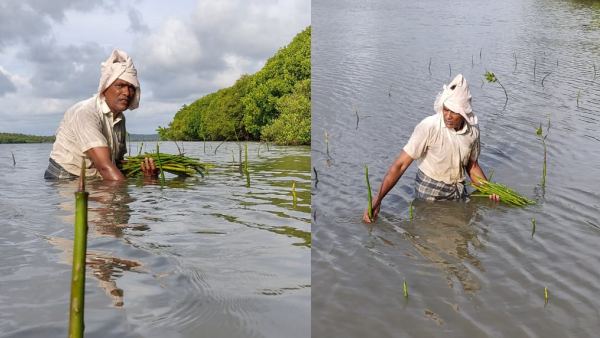 मैंग्रोव के लाभ 