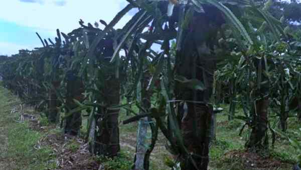 किशनगंज में ड्रैगन फ्रूट