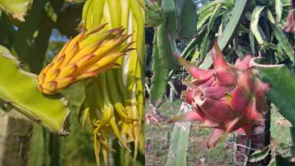 2020 में डॉ श्रीनिवास के खेत का दौरा किया