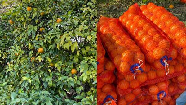 Punjabi Kinnow का उत्पादन कम, कीमत अधिक