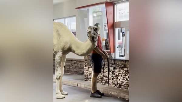 नेवादा का कस्टमर लास वेगास पहुंचा नेवादा का कस्टमर लास वेगास पहुंचा