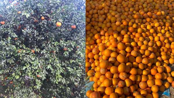 पंजाब के इन जिलों में Kinnow की खेती
