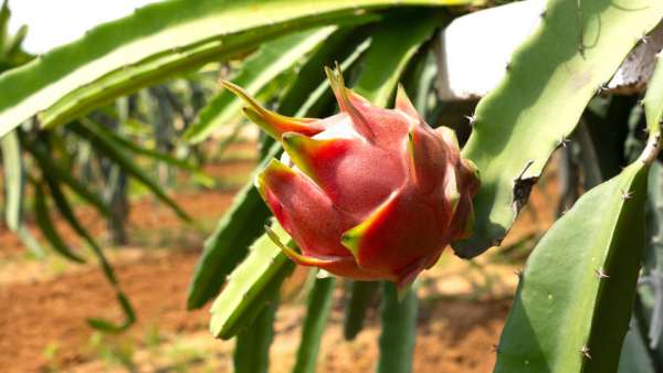 ड्रैगन फ्रूट की खेती को बढ़ावा देने की पहल