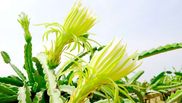 सेहत के लिए क्यों खास है ड्रैगन फ्रूट सेहत के लिए क्यों खास है ड्रैगन फ्रूट