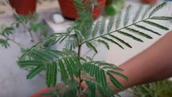 dussehra shami plant worship
