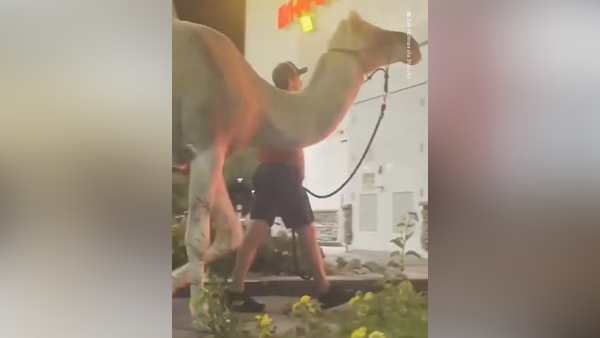 ऊंट के साथ पैदल यात्रा ऊंट के साथ पैदल यात्रा