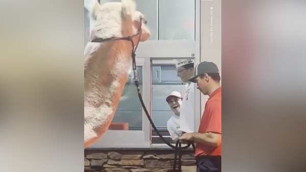 ऊंट रेस्त्रां पहुंचा, चौंक गए लोग ऊंट रेस्त्रां पहुंचा, चौंक गए लोग