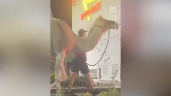 12 साल का ऊंट, फ्रेंच फ्राइज का शौकीन 12 साल का ऊंट, फ्रेंच फ्राइज का शौकीन