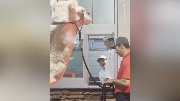 ऊंट ड्राइव थ्रू की विंडो पर पहुंचा ऊंट ड्राइव थ्रू की विंडो पर पहुंचा