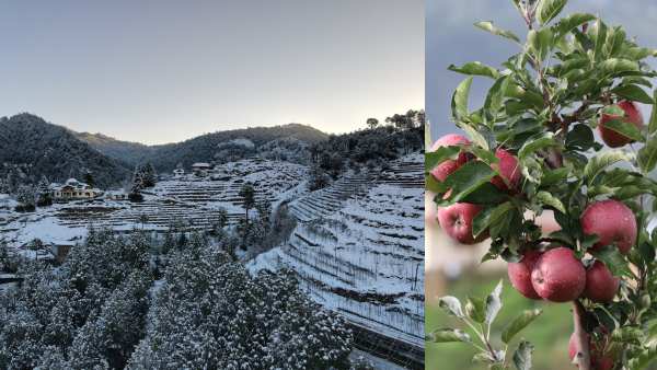 20 हजार पौधे विक्रम रावत के बाग में