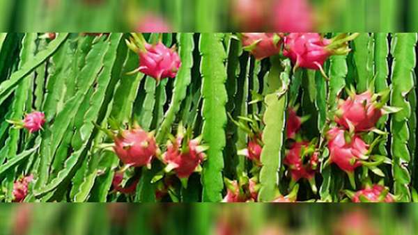 ऑडियो-वीडियो कॉल के जरिए सलाह 