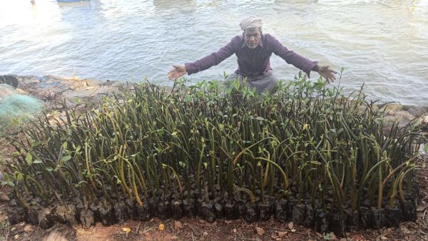 700 वर्ग किलोमीटर से घटकर 21 पर पहुंचे