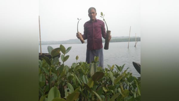 मैंग्रोव में कई औषधीय गुण भी