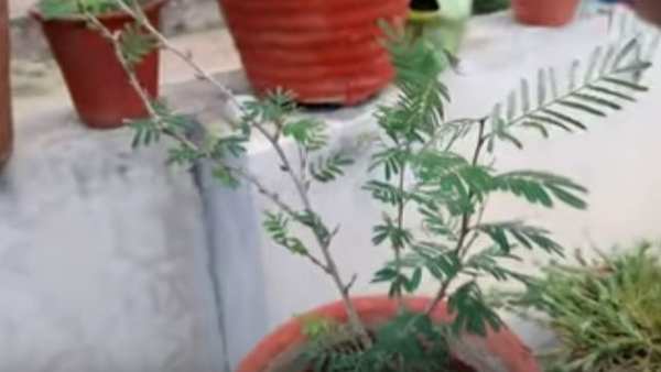 dussehra shami plant worship