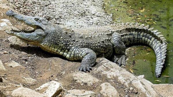 7 फीट लंबे मगरमच्छ को ग्रामीणों ने किया काबू