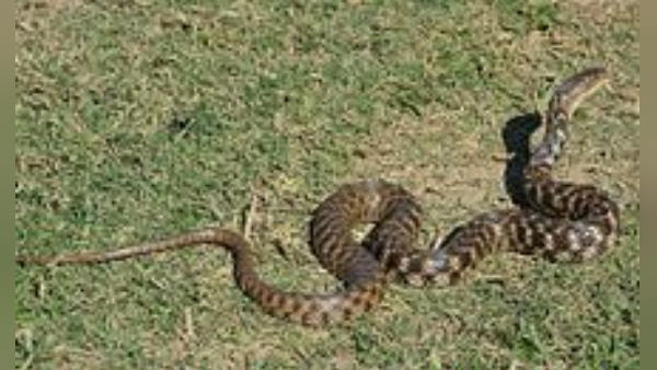 चेकर्ड कीलबैक प्रजाति का था सांप