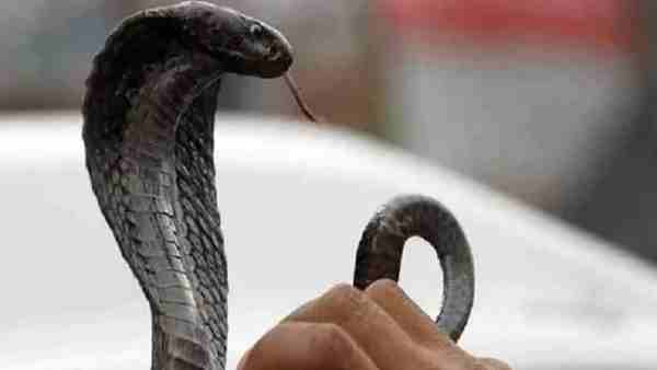 सोनभद्र में तीन लोगों को काटा था सांप ने सोनभद्र में तीन लोगों को काटा था सांप ने