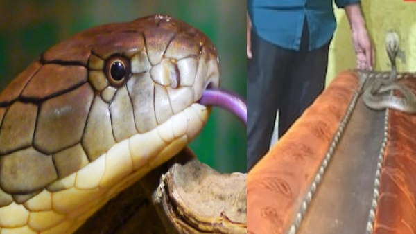 3 फ़ीट लम्बा था किंग कोबरा सांप